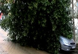 Otomobilin üzerine ağaç devrildi