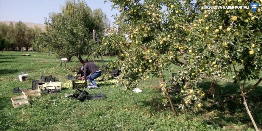 Gürpınar’da elma hasadı başladı