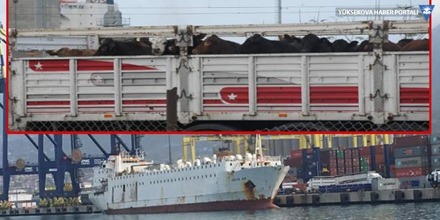 Alsancak izin vermedi, anguslar İskenderun'a indirildi