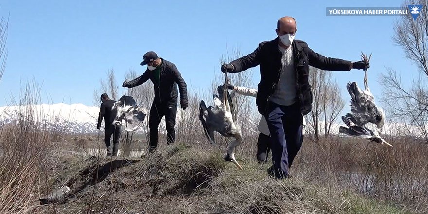 Yüksekova'da toplu kuş ölümleri