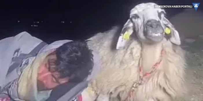 Çoban canlı yayında uyudu: Tiktok'taki koyunu 12 bin kişi izledi