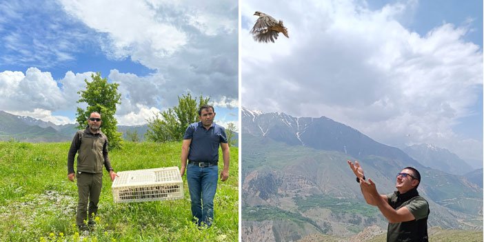 Hakkari'de doğaya 650 keklik salındı