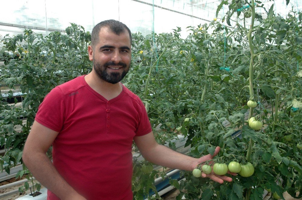 Vanlı domates üreticisi eğitim serası kurdu