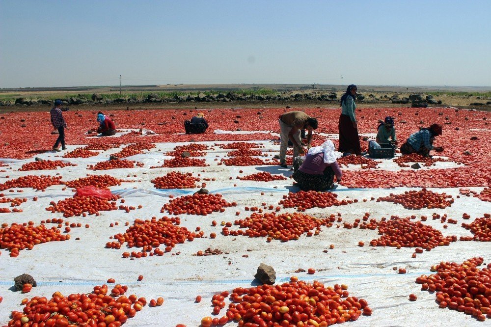 Siverek’te yılda 500 ton kurutulmuş domates üretiliyor