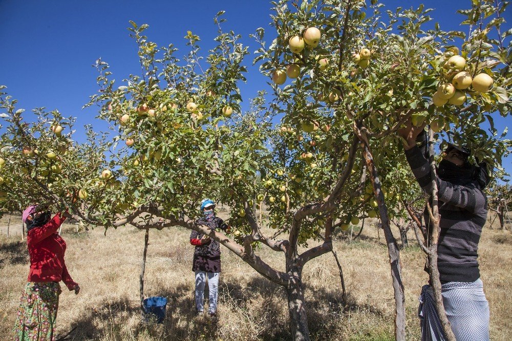 Ahlat’ta elma hasadı başladı