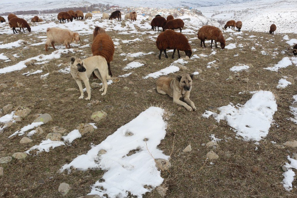 Dondurucu soğuğa rağmen hayvanlarını otlatıyor