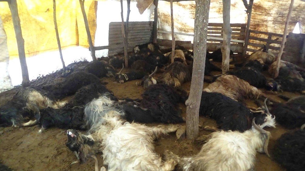 Ahıra saldıran kurtlar 49 keçiyi telef etti