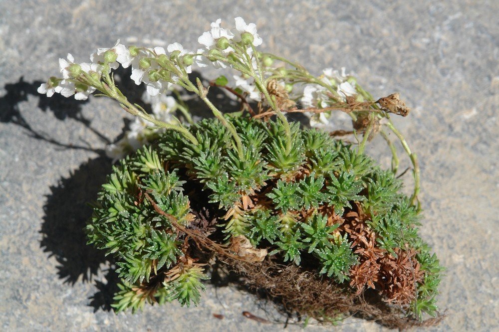 Cilo Dağları’nda yeni bir bitki türü keşfedildi