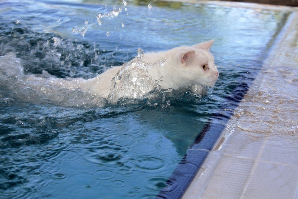 Van’da yüzücü kediler yetiştirilecek