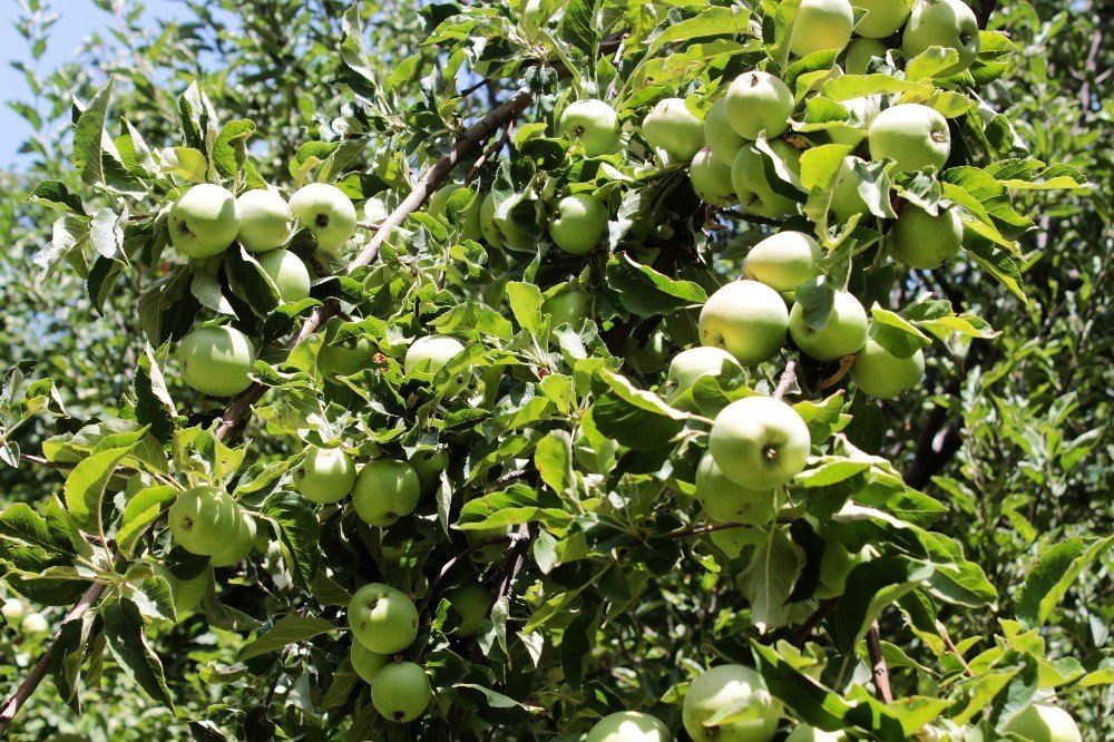 Van'da kaybolmaya yüz tutmuş meyveler koruma altına alındı