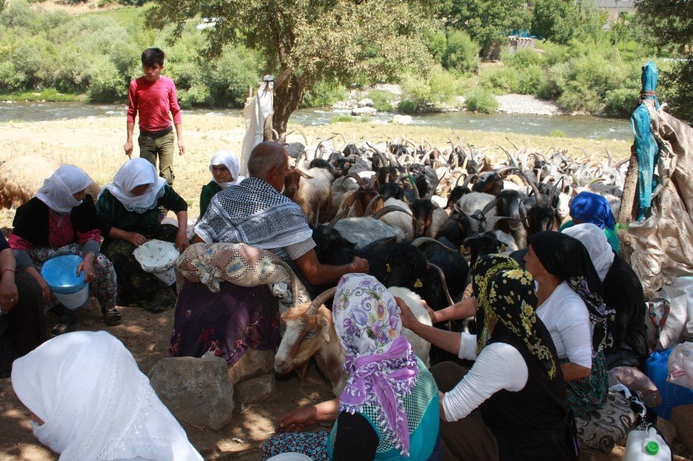 Bin yıllık çoban geleneği yaşatılıyor