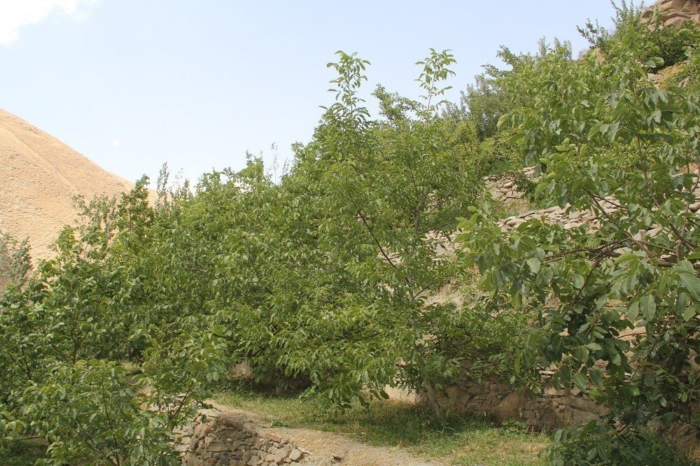 2400 rakımlı Başkale’de fındık ağaçlarından ürün aldı