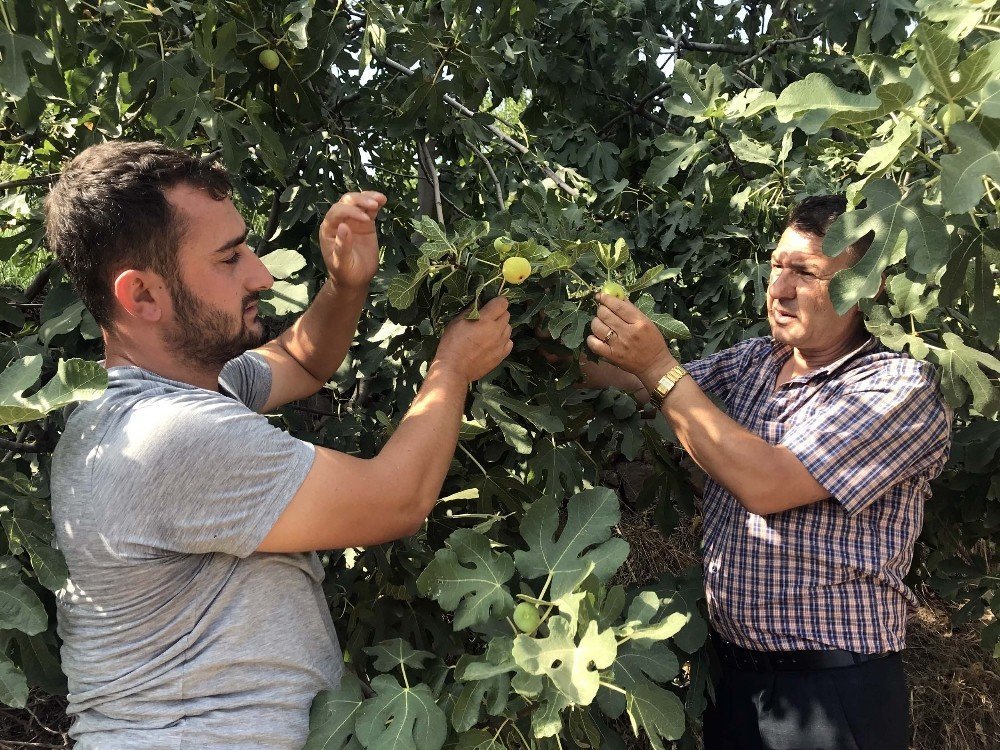Bitlis ekonomisine incir ve nar desteği
