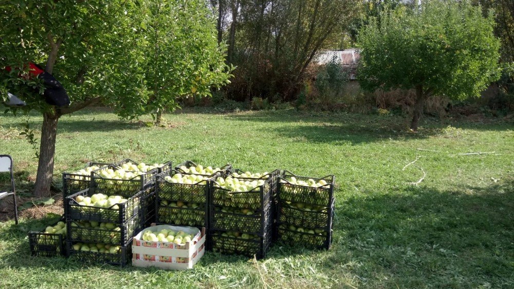 Gürpınar’da elma hasadı başladı