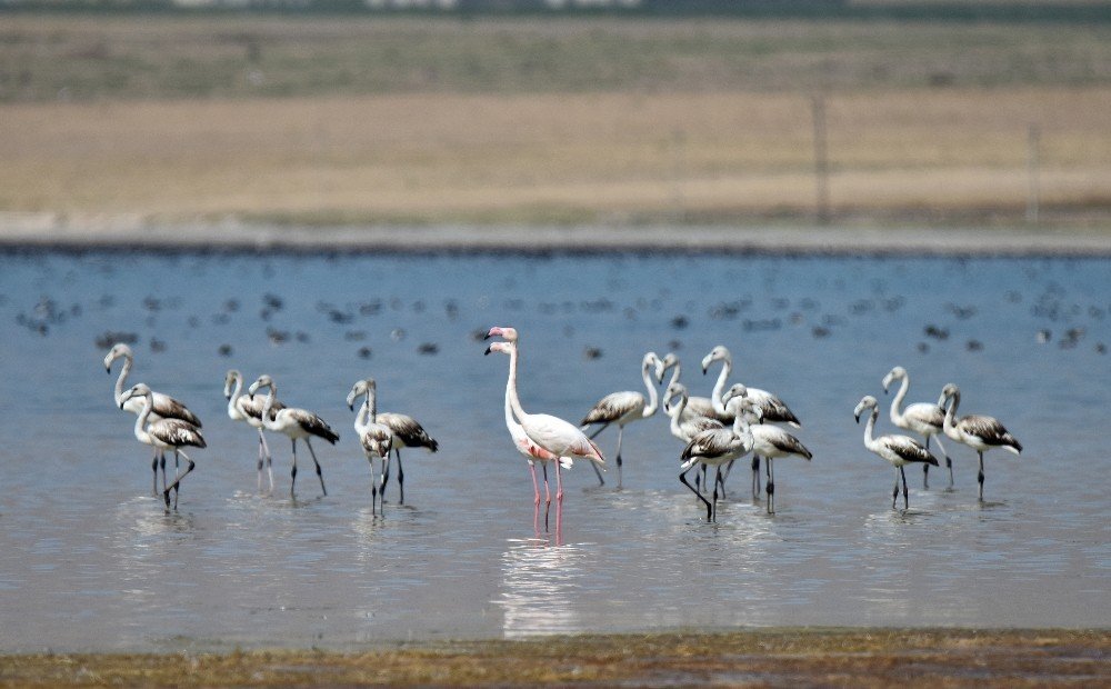 Flamingolar Arin Gölü’nü mesken tuttu