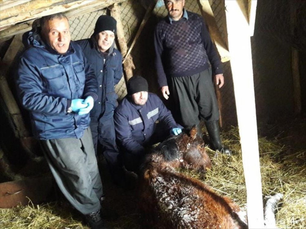 Hakkari'de donmak üzere olan sahipsiz at kurtarıldı