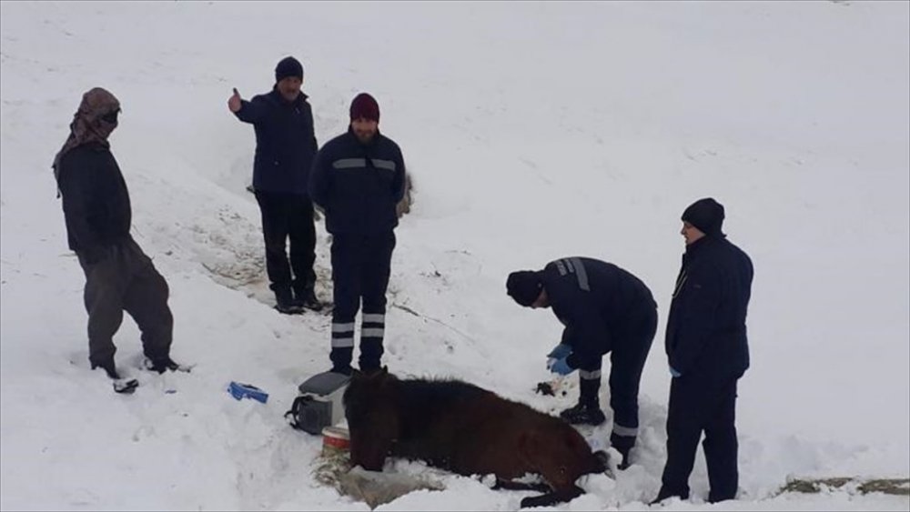 Hakkari'de donmak üzere olan sahipsiz at kurtarıldı