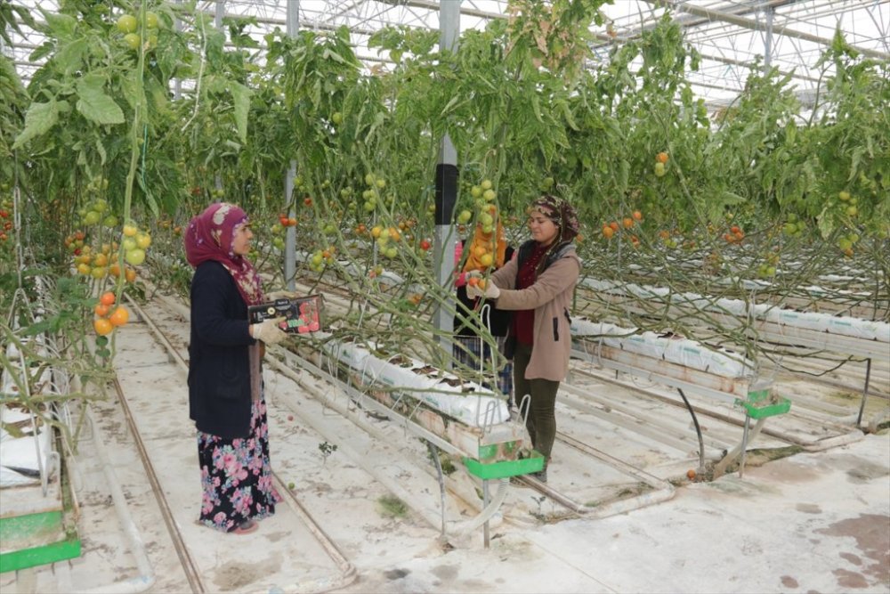 Van'da eksi 46 dereceye rağmen jeotermal serada salkım domates yetiştiriliyor
