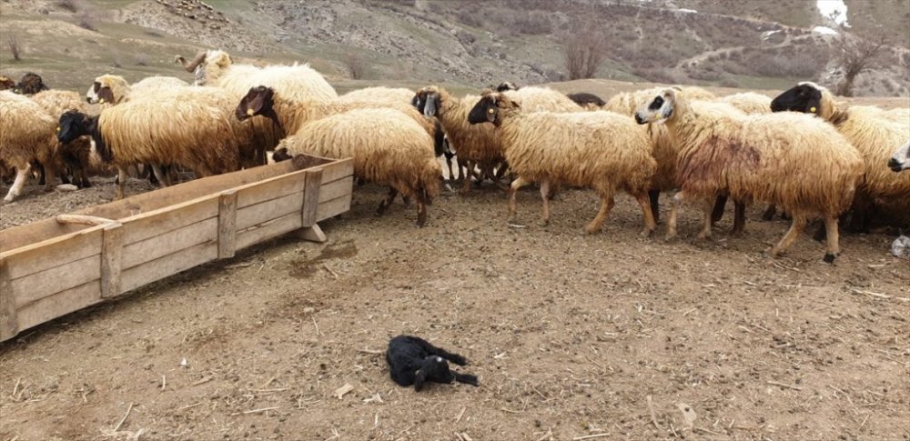 Hakkari'de ayı ahırdaki koyunlara saldırdı