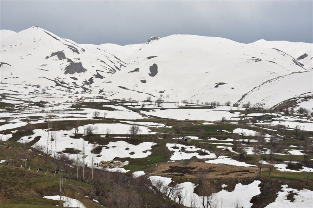 Hakkari dağlarının eteklerinde bahar yüksek kesimlerinde kış yaşanıyor