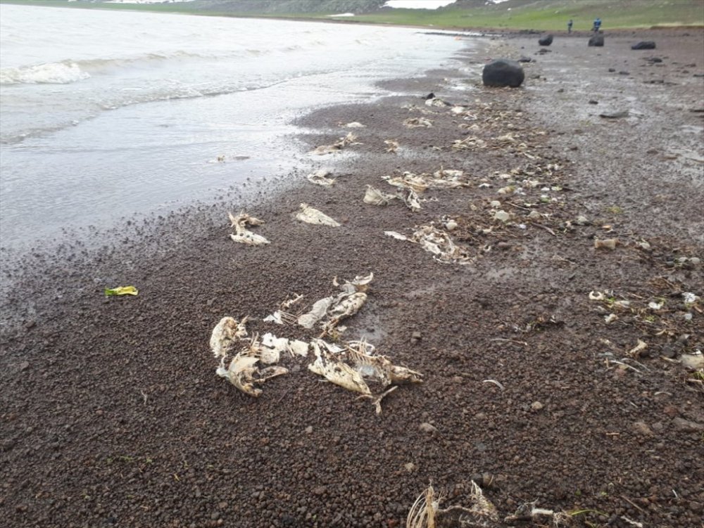 Süphan Gölü'nde kıyıya vuran ölü balıklar, ekipleri harekete geçirdi