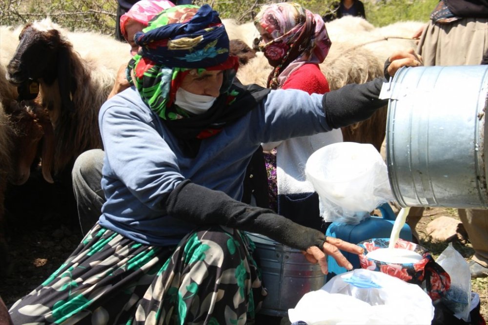 Şemdinli'de süt sağan kadınların zorlu yaşamı