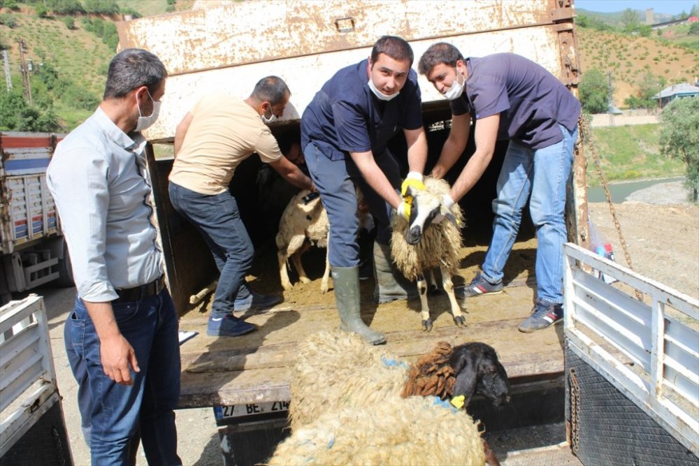Şemdinli'de çiftçilere küçükbaş hayvan desteği