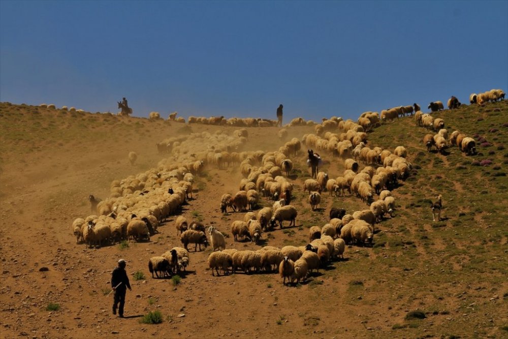 Koyun sürülerinin meralara "tozlu yolculuğu"