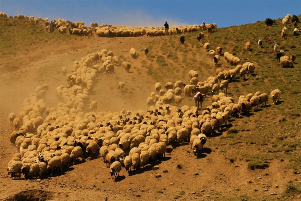 Koyun sürülerinin meralara "tozlu yolculuğu"