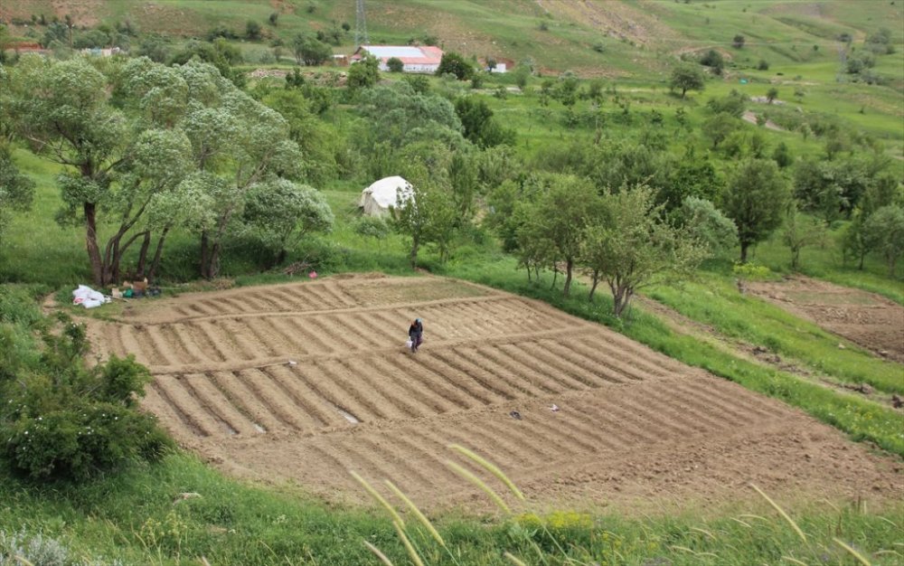 Hakkari: Kovid-19 sürecinde köyüne dönüp sebze bahçesi kurdu