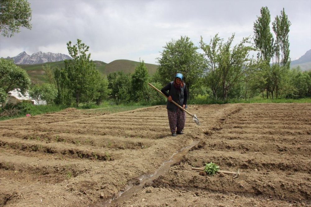Hakkari: Kovid-19 sürecinde köyüne dönüp sebze bahçesi kurdu