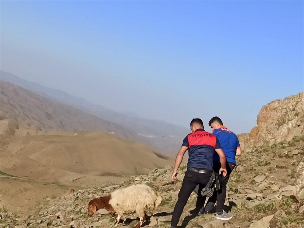 Kayalıklarda mahsur kalan koyunlar kurtarıldı