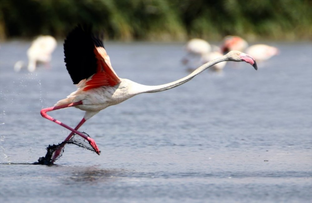 Flamingolar Van Gölü sahillerine renk katıyor