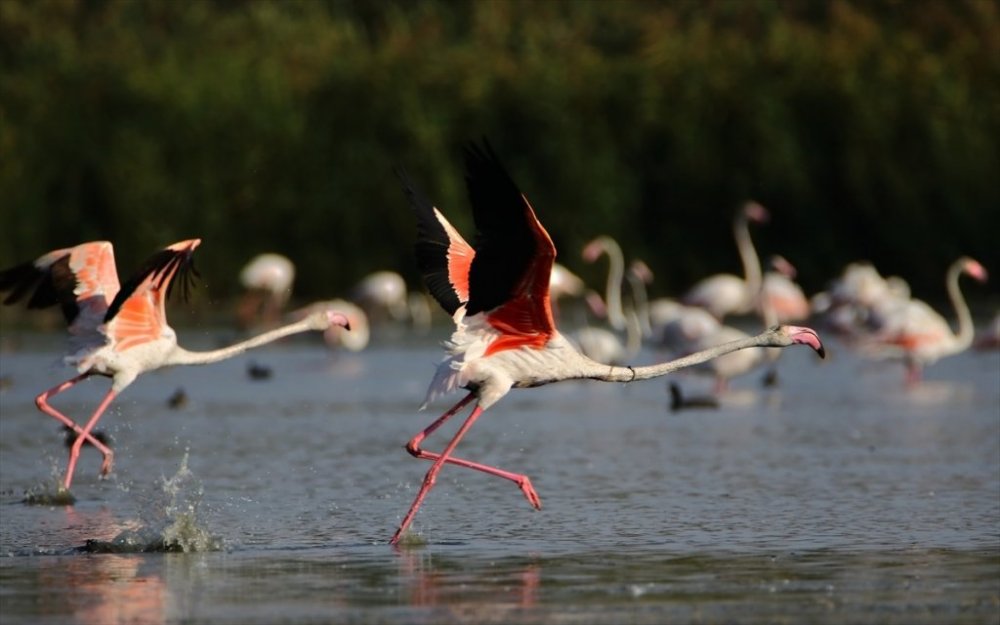 Flamingolar Van Gölü sahillerine renk katıyor
