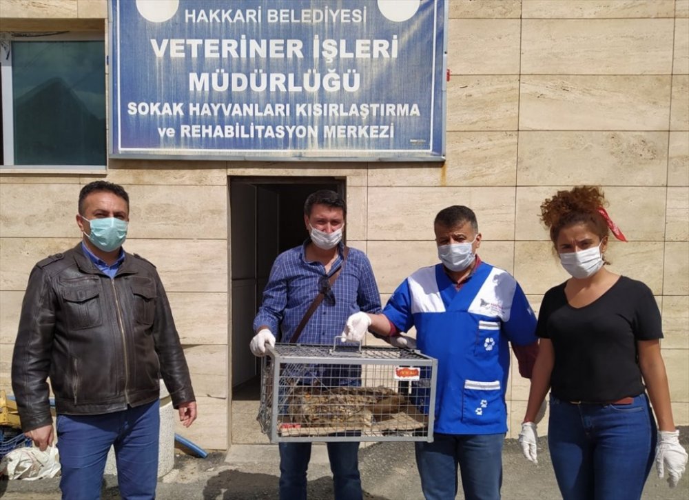 Hakkari'de kanadı kırılan baykuş tedavi altına alındı