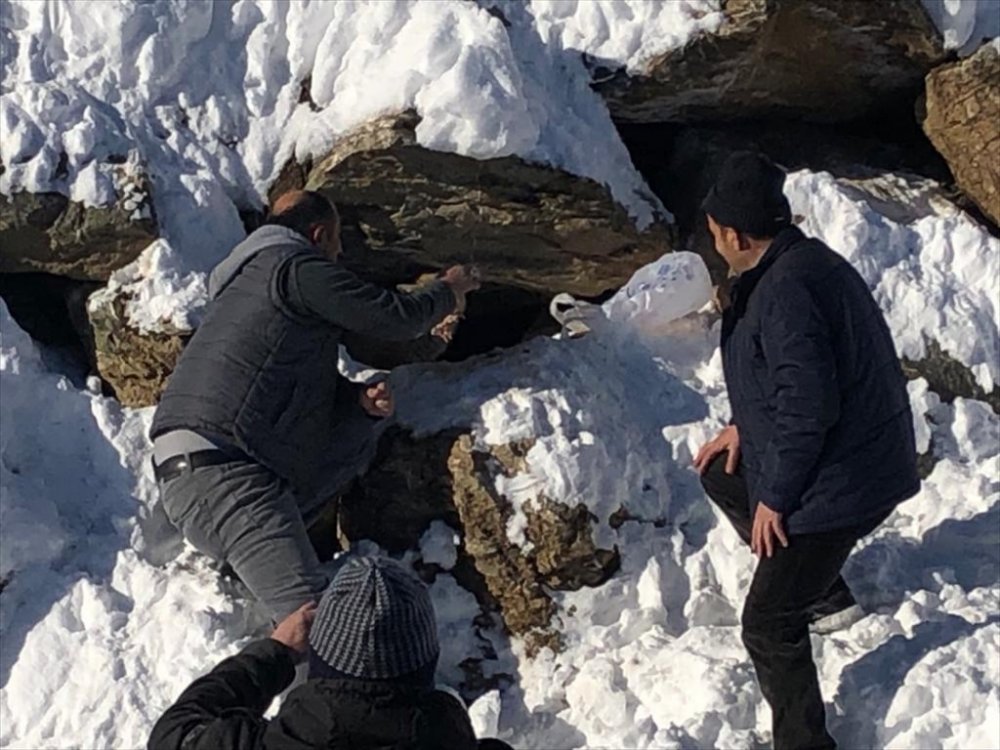 Hakkari'de karla mücadele ekipleri yiyecek arayan tilkiyi besledi