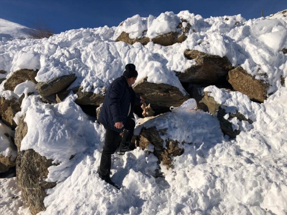 Hakkari'de karla mücadele ekipleri yiyecek arayan tilkiyi besledi