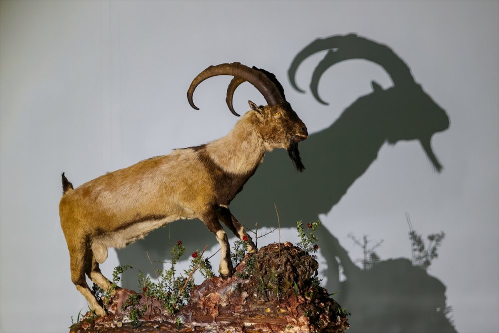 Van'da nesli koruma altındaki yaban hayvanları tahnit sanatıyla müzede tanıtılacak