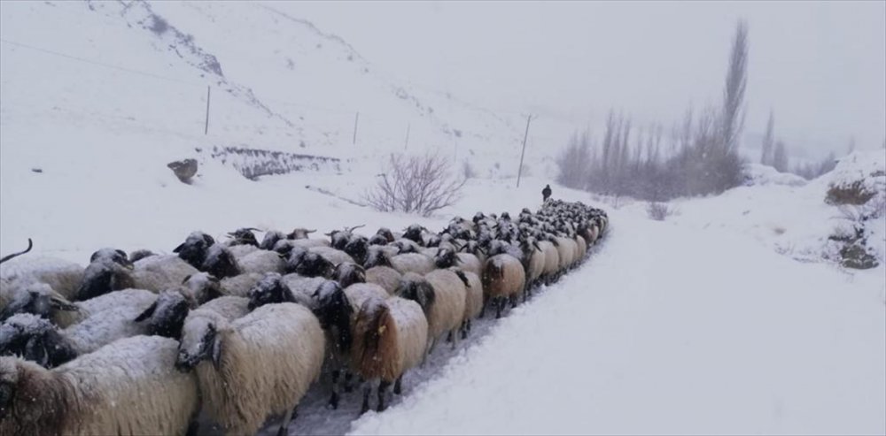 Hakkari'de kar nedeniyle mahsur kalan çoban ve sürüsü kurtarıldı