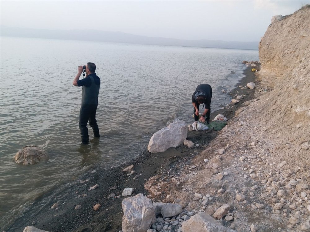 Van'da kaçak avlanılan 10 kilo inci kefali suya bırakıldı