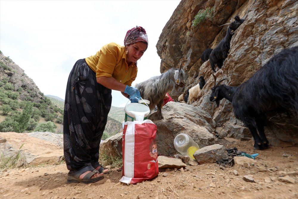 Hakkari'de berivanların dağlardaki süt mesaisi