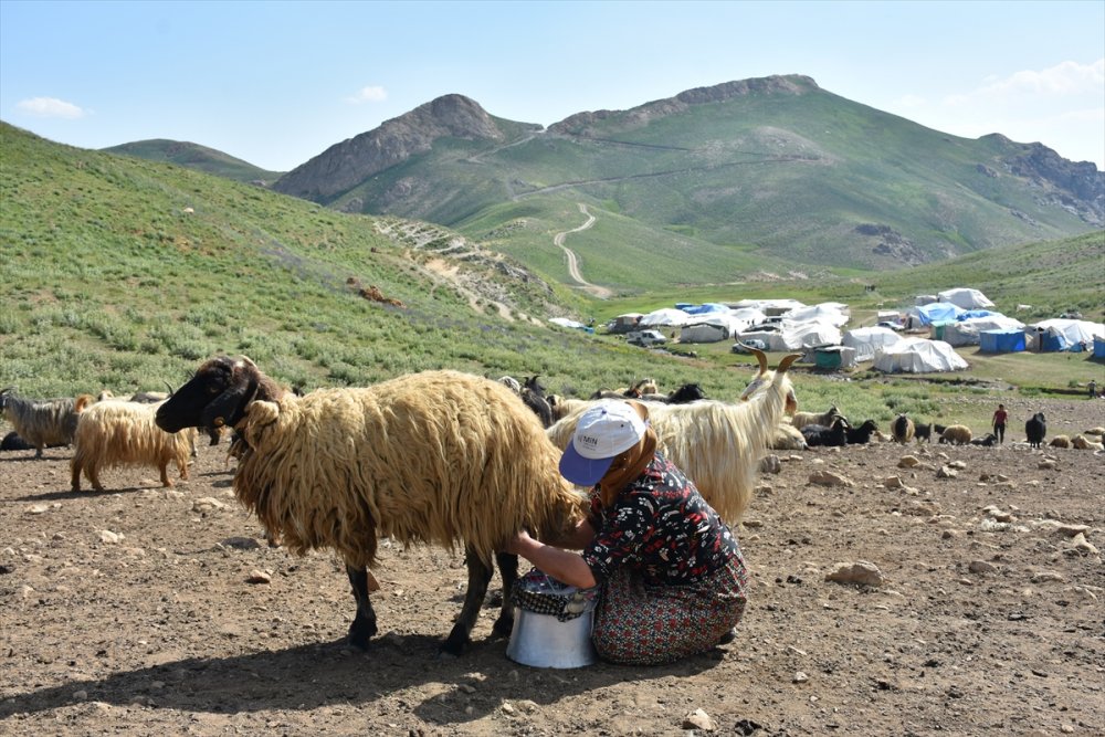 Hakkari'de hayvancılıkla uğraşan aileler 2 bin 800 rakımlı yaylada bayramlaştı