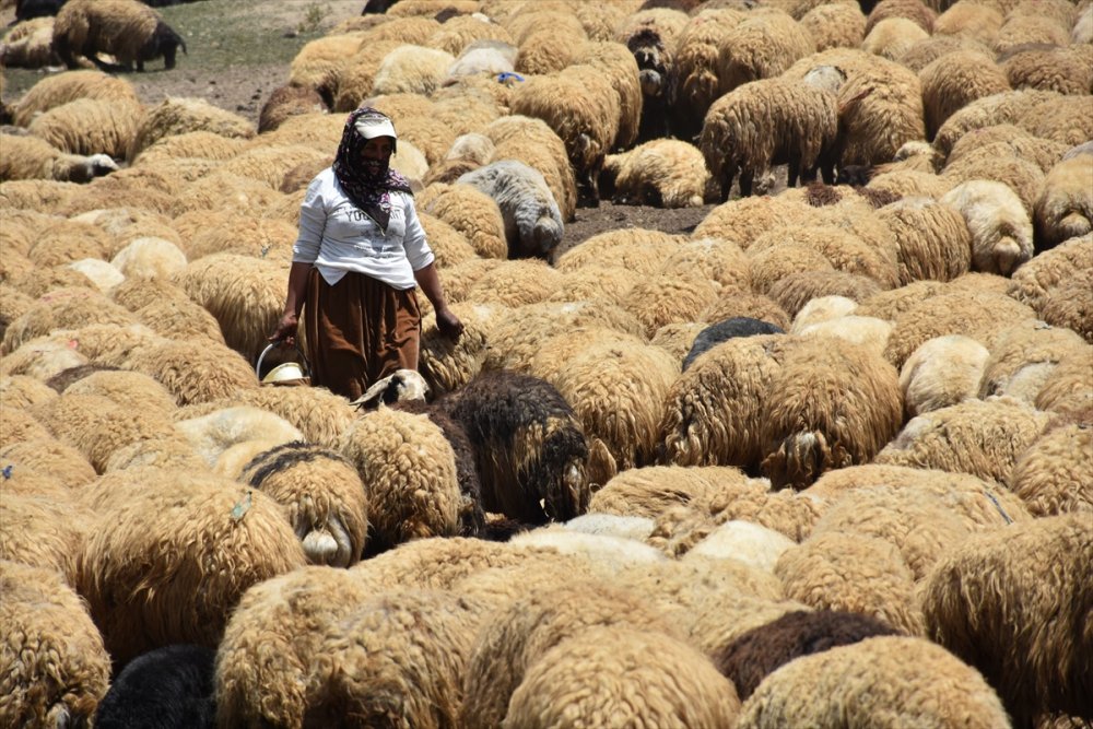 Hakkari'de hayvancılıkla uğraşan aileler 2 bin 800 rakımlı yaylada bayramlaştı