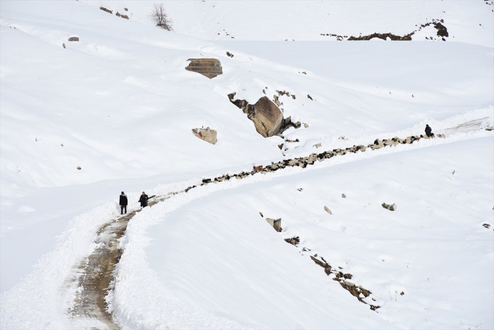Kışın kar esareti yaşanan Zavite köyünde, sürülerin kente göçü başladı