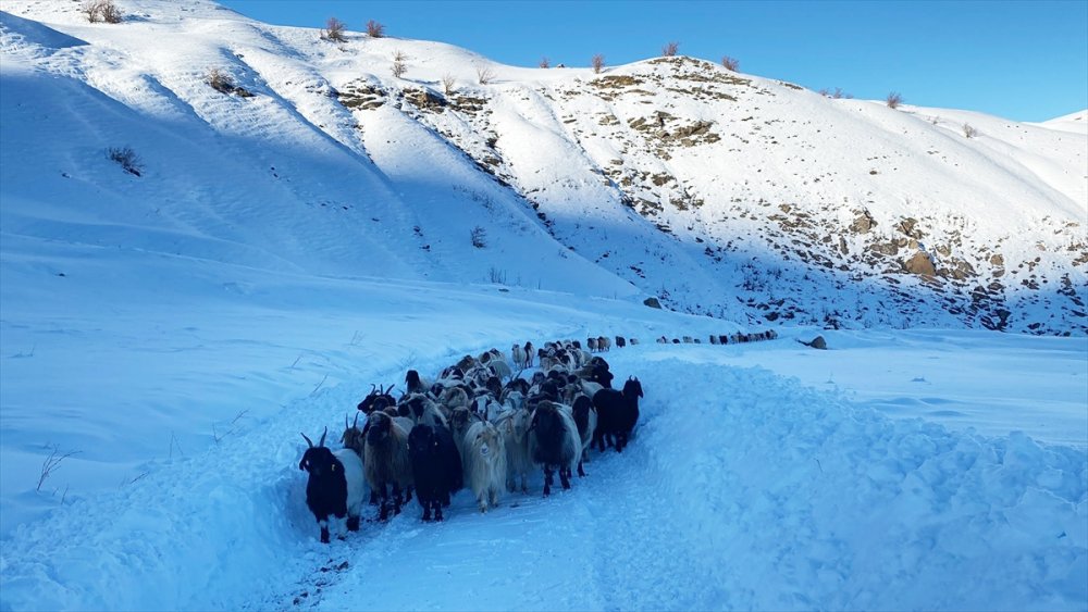 Yolu kapanan köydeki sürü ve çobanlar ekiplerin çalışmasıyla kente ulaştırıldı