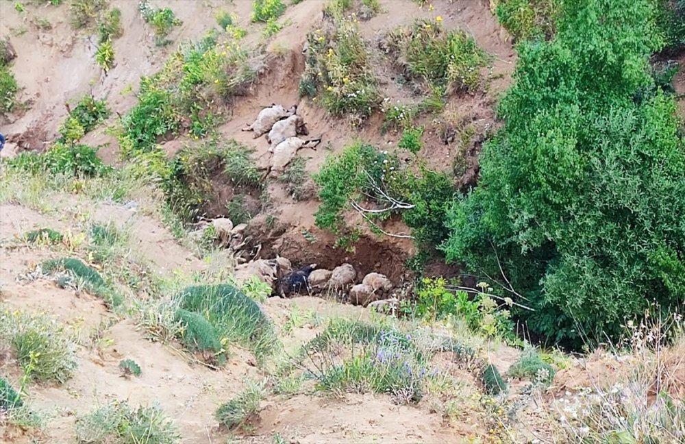 Van'da uçurumdan düşen 117 küçükbaş hayvan telef oldu