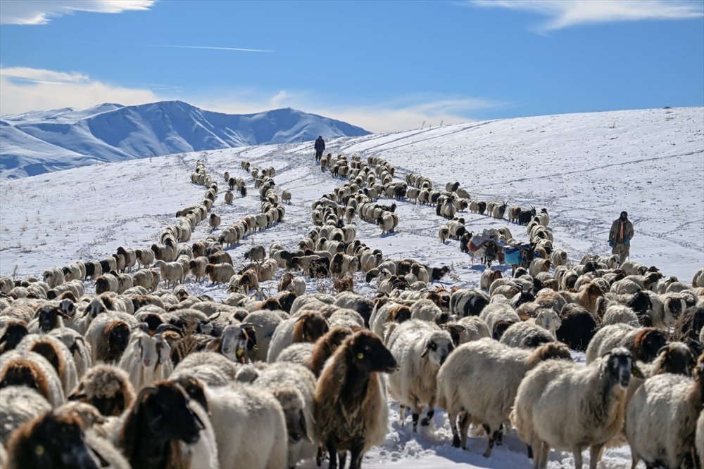 Van'da besicilerin karla kaplı yaylalardan dönüş yolculuğu sürüyor