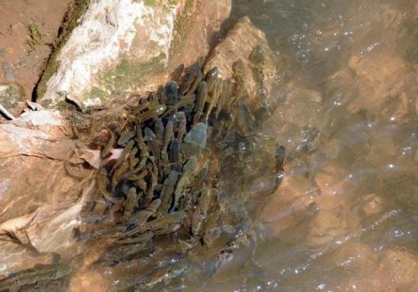 TokaDerede Balık Ölümleri